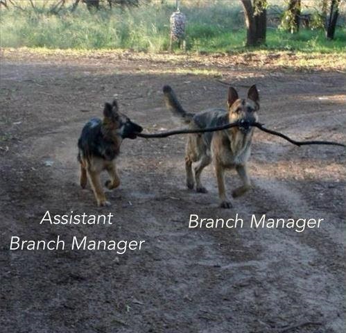 10 - Branch Manager.jpg